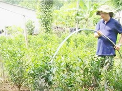  Phú Yên: Bảo tồn và phát triển giống chè Mã Dọ